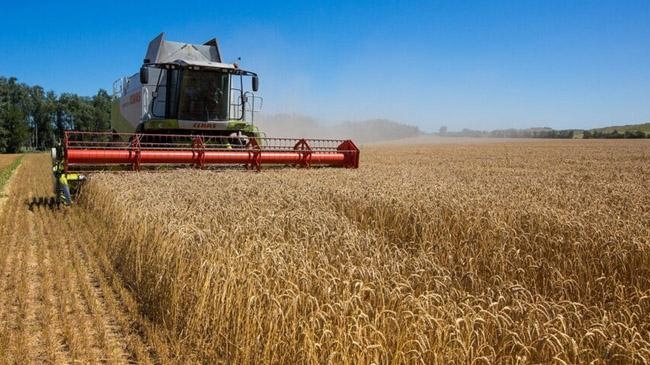 wheat field khmelnytskyi region ukraine