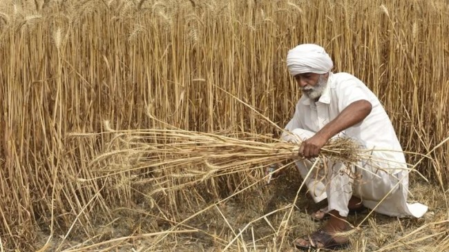 wheat india twsd