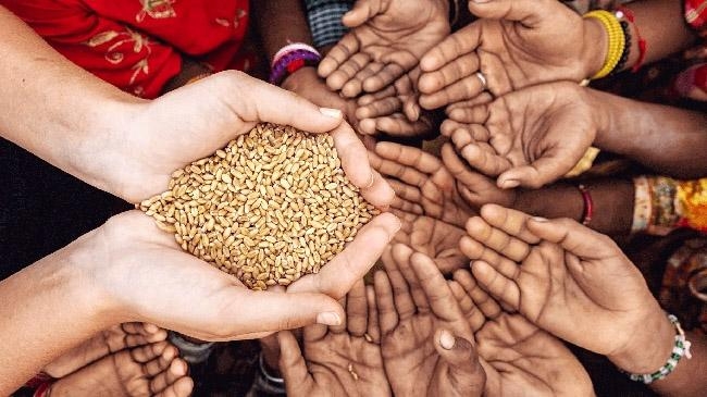 wheat pic