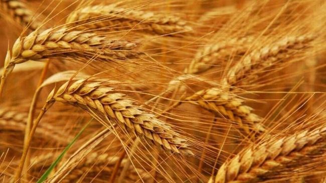 wheat 2