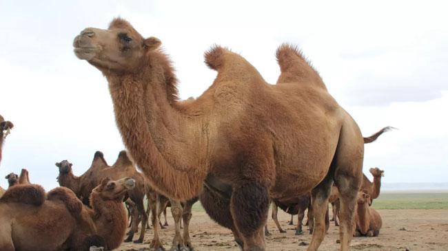 wild camel