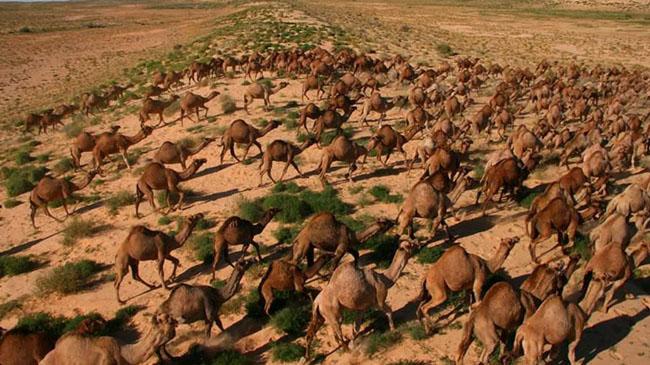 wild camel