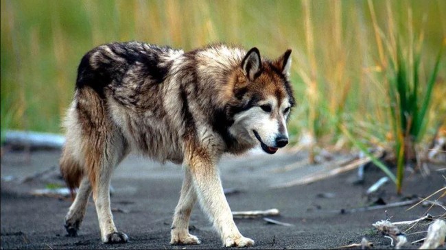 wolf dog