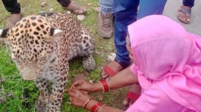 woman ties rakhi to injured leopard
