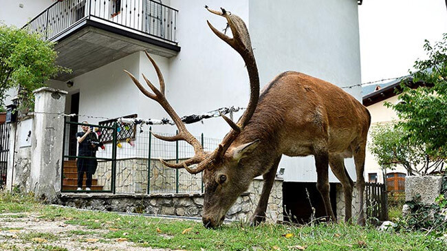 world first deer with cv