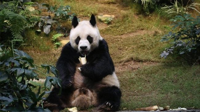 world s oldest male giant panda dies