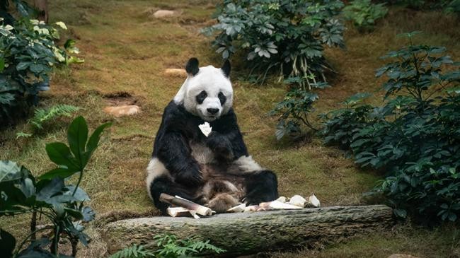 world s oldest male giant panda dies 1
