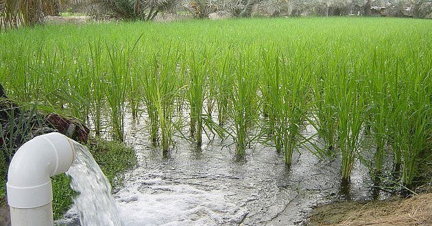 worlds most expenmsive rice from saudi arabia 01