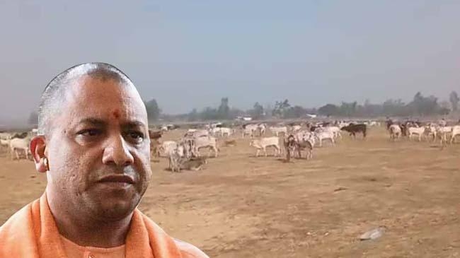 yogi 2