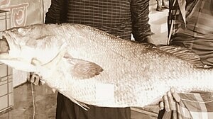 কী আছে এই মাছে? দাম ১ লাখ ১১ হাজার টাকা