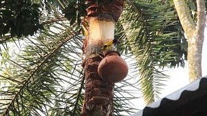 নওগাঁয় নিপাহ ভাইরাসে এক নারীর মৃত্যু, চলতি বছরে প্রথম