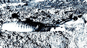 ঢাকায় ‘বিষধর’ সাপের আতঙ্ক: চার মাসে উদ্ধার তিন শতাধিক