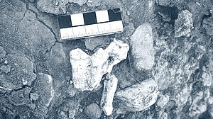 নতুন প্রজাতির ডাইনোসরের সন্ধান!